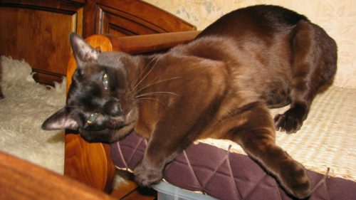 Кошка бурманская с шерстью шоколадного окраса на диване