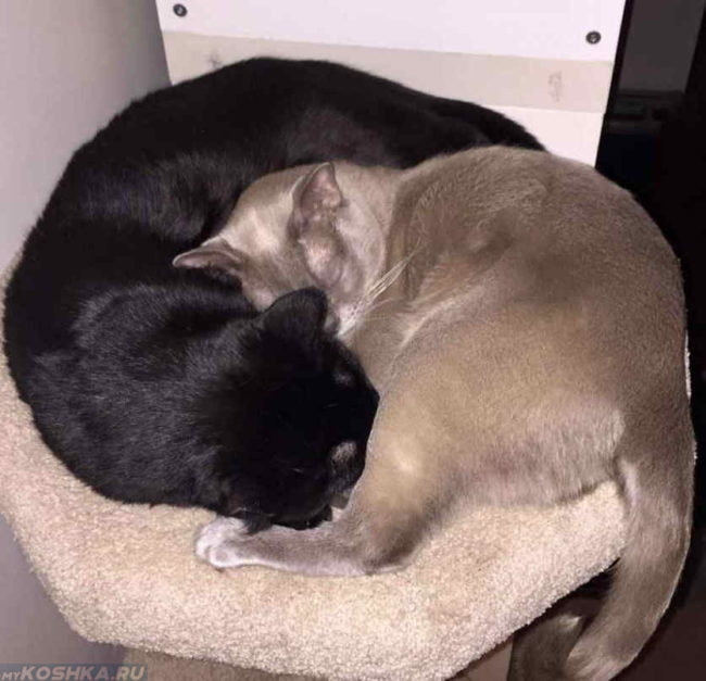 Две кошки бурманской породы темного и светлого окраса спят на стуле
