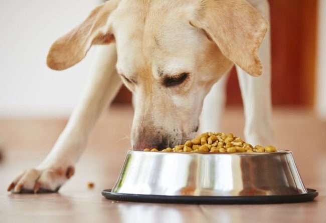 Собака ест сухой корм из миски вместо поедания своих какашек