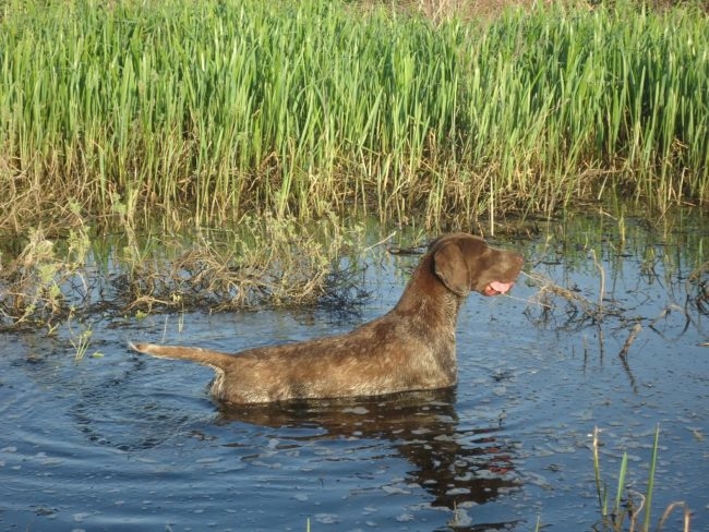 Собака породы Курцхаар охотится на водоплавающую птицу
