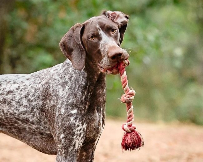 Дружелюбная собака Курцхаар пятнистого окраса с веревкой в зубах