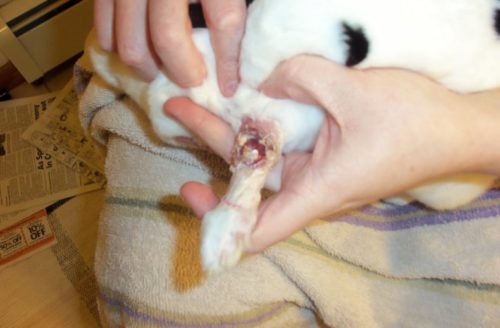 Больная лапка домашнего кролика с открытой гнойной раной