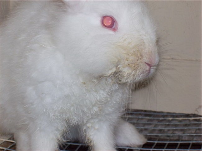 Взрослый кролик с пожелтевшей шерсткой на мордочке при стоматите