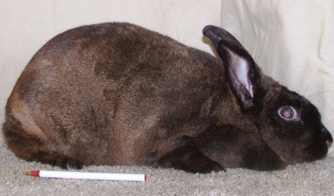 Темно-серый кролик в начальной стадии заболевания геморогичкой