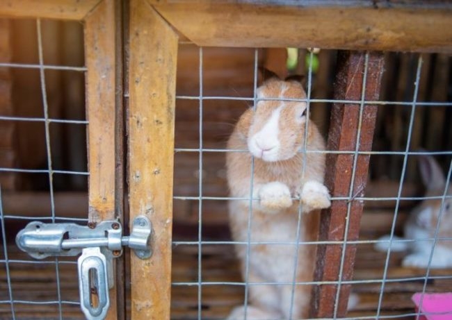 Грустный кролик в клетке с проволочной дверкой и оцинкованной защелкой