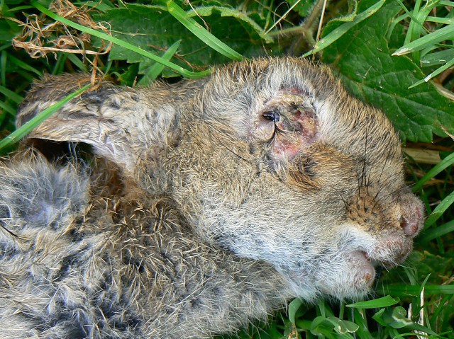 Умерший от вируса миксоматоза кролик с отекшим глазом