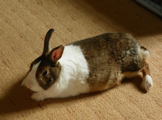Пятнистый кролик лежит на ковровом покрытии в гостиной городской квартиры