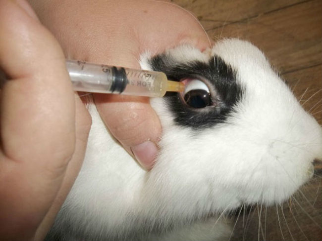 Закапывание антибиотика с помощью шприца без иглы в глаз кролика