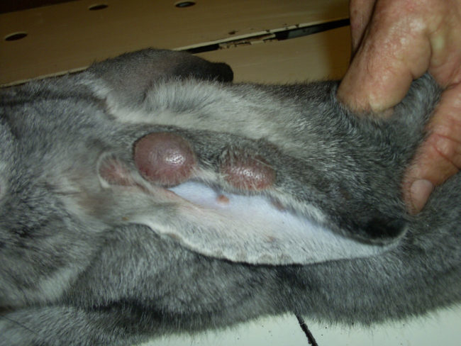 Ухо серого кролика с небольшими шишками при миксоматозе