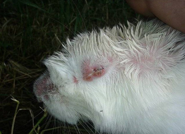 Белый кролик с воспалением глаза в начальной стадии миксоматоза
