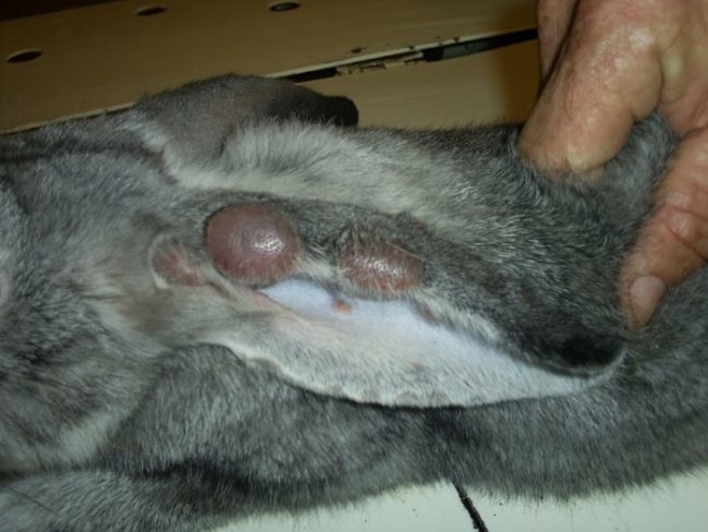 Ухо серого кролика с симптомами заболевания миксоматозом узелковой формы