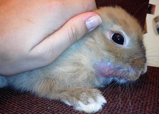 Маленький крольчонок с мокрой мордочкой от вирусного стоматита