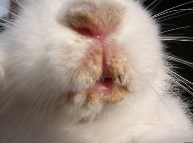 Мордочка кролика с признаками заражения инфекционным стоматитом