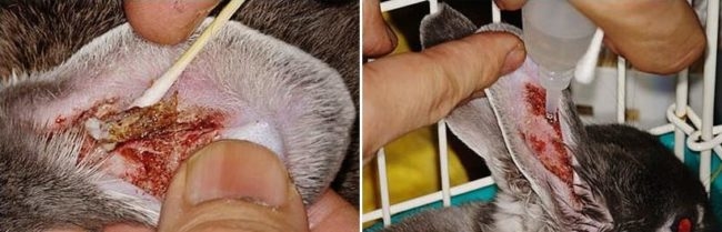 Обработка уха кролика при лечении отодектоза в домашних условиях