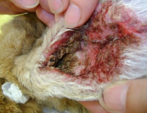 Ухо домашнего кролика в запущенной стадии отодектоза