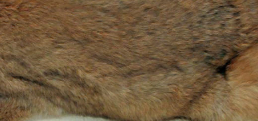 Паралич у бурого кролика при листериозе