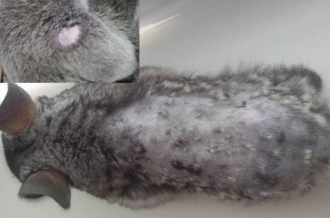 Фото развития стригущего лишая на теле домашнего кролика