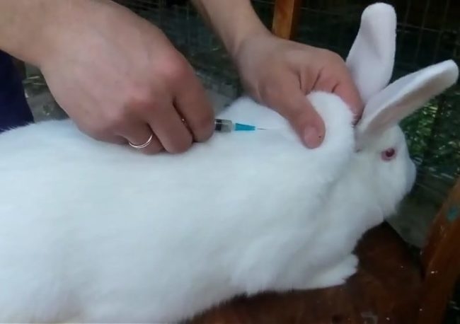 Введение раствора глюкозы подкожно при вздутии живота у кролика