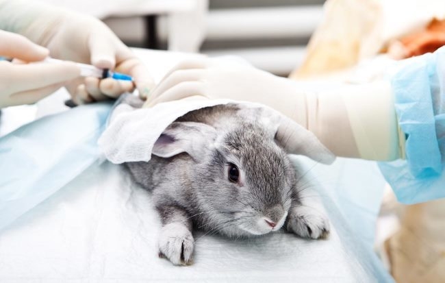 Подкожное введение антибиотика кролику, заболевшему циститом