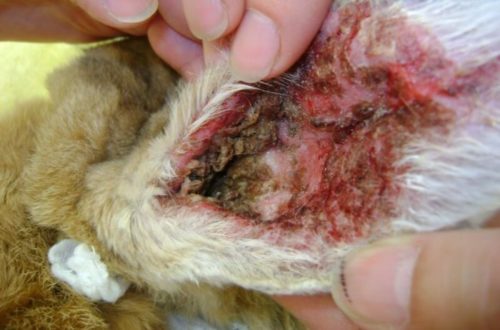 Кроличье ушко с ранами и язвами при поражении животного ушным клещом