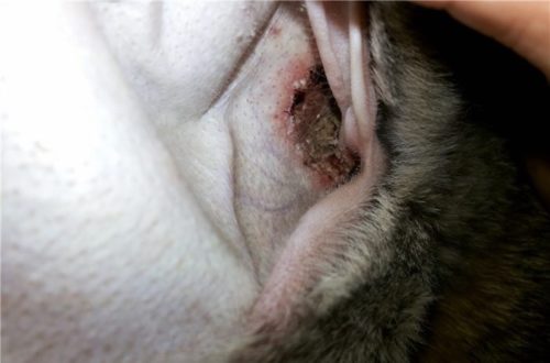 Ухо кролика с признаками поражения ушного клеща в начальной стадии заболевания