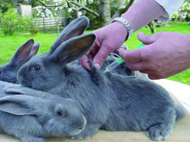 Плановая вакцинация кроликов в фермерском хозяйстве