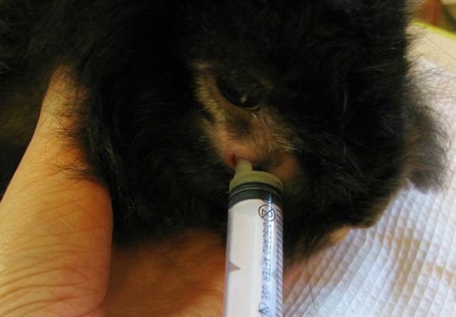 Введение тетрациклиновой мази в рану после удаления абсцесса у домашнего кролика