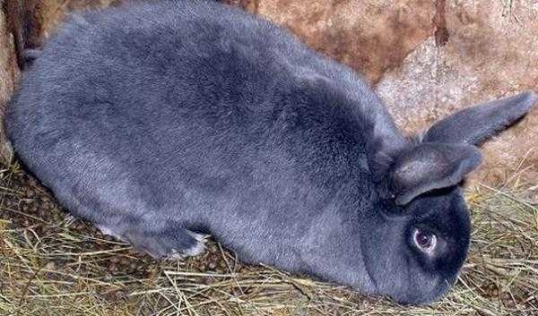 Черно-серый кролик с признаками апатии и нарушения стула при вздутии живота