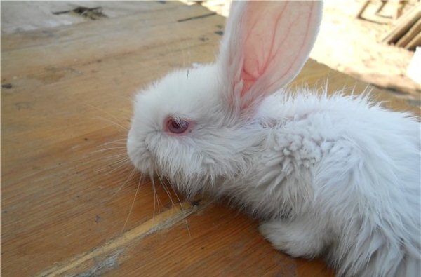 Вялый кролик белого окраса в начале заражения вирусным стоматитом