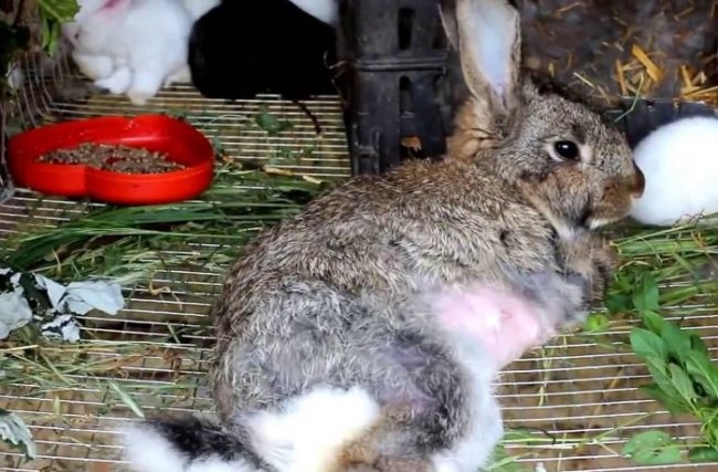 Апатичный кролик с подозрением на заражение колибактериозом