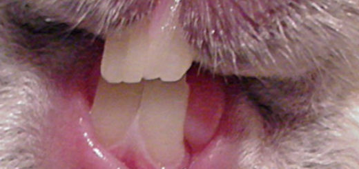Зубы кролика вблизи открытая мордочка