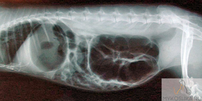 Дисбактериоз у кролика на снимке рентгена