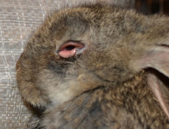 Воспаление и глазного века кролика при поражении животного чумкой