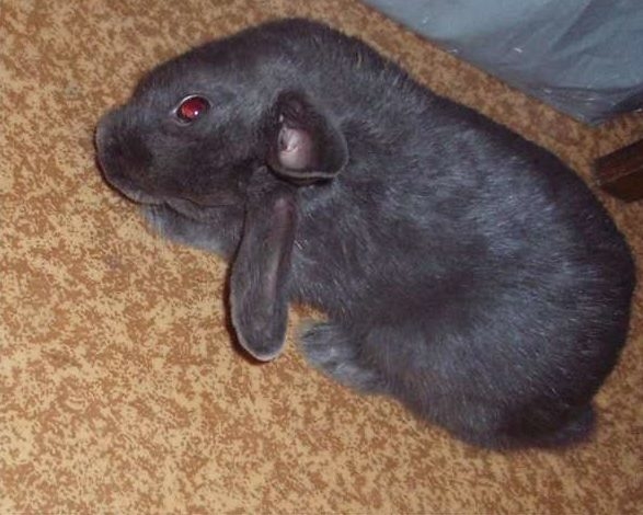 Красный глаз на мордочке взрослого кролика при подозрении на инсульт