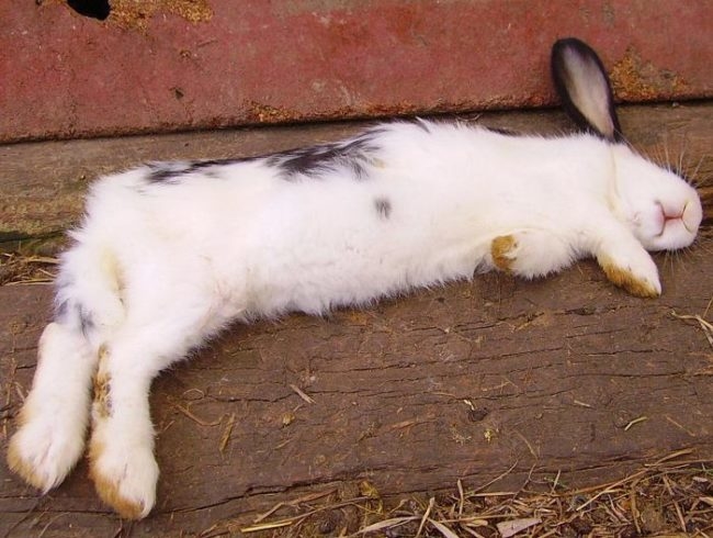Домашний кролик, умерший от заражения вирусной геморрагической болезнью