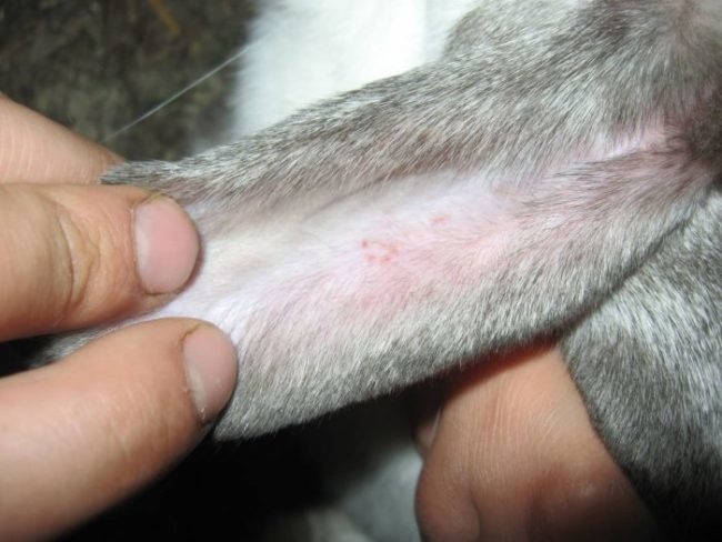 Красные пятна на ухе кролика в начальной стадии заражения псороптозом