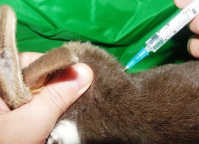 Проведение инъекции взрослому кролику во время вспышки чумы в животноводческом хозяйстве