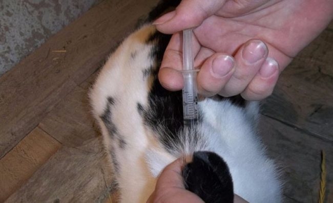 Введение антибиотика за ухо кролика при лечении псороптоза