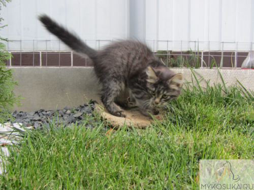 Котёнок играет рядом с прудом в частном доме ходит по щебёнке осматривает траву
