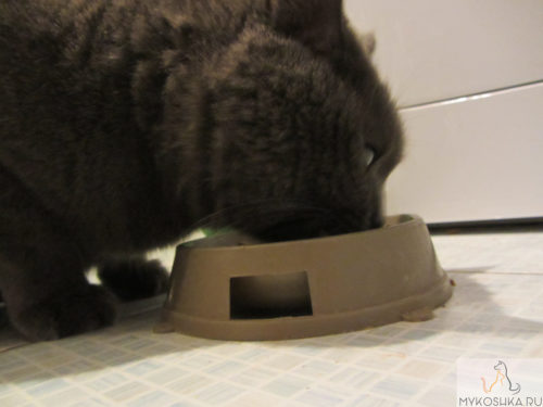 Британская кошка кушает сухой корм из миски