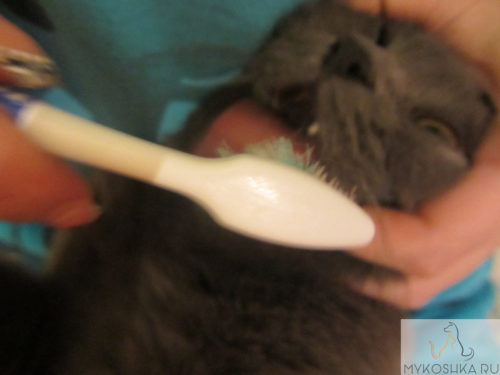 Британской кошке чистят зубы