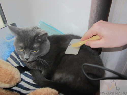 Вычёсывание британской кошки специальной чесалкой