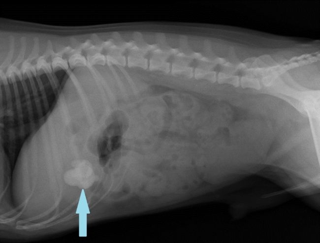 Инородное тело на узи у кошки отмечено стрелочкой
